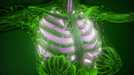 Menschlicher-Körper-Mit-Sichtbarer-Lunge